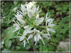 foto Fiori